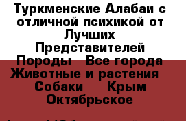 Туркменские Алабаи с отличной психикой от Лучших Представителей Породы - Все города Животные и растения » Собаки   . Крым,Октябрьское